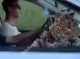 В Одессе заметили катающегося в авто леопарда
