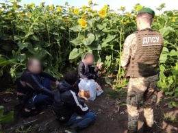 На Харьковщине в подсолнухах поймали двух "криминальных авторитетов"