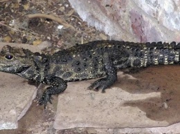 Чешская полиция разыскивает молодого крокодила-беглеца