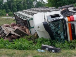 В Хмельницкой области перевернулся грузовик со свиньями: погибли десятки животных (ФОТО)