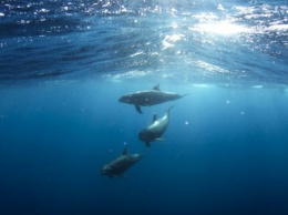 В Железном Порту дельфины «сыграли в волейбол» медузами