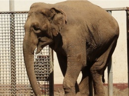 Из-за наследственного заболевания: в Харьковском зоопарке умерла слониха Тэнди