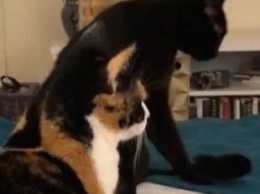 Хитрый кот показал забавную тактику нападения на подружку