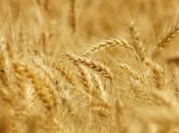 Харьковские аграрии собрали более 1,7 миллиона тонн зерна нового урожая
