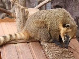 Чуть не погибла в контактном зоопарке: волонтеры из Днепра спасают носуху