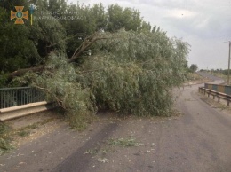 На Харьковщине от сильного ветра деревья повалились на дорогу и крышу дома, - ФОТО