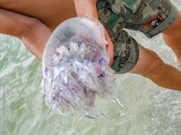 Прицепы мертвых медуз: в Кирилловке борются с нашествием (ВИДЕО)