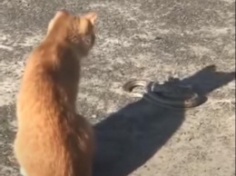 Из зоопарка сбежала змея: дворовой кот не стал ждать спасателей (видео)