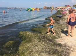 Не комарами едиными: пляжи Бердянска завалило тоннами водорослей