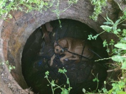 В Криворожском районе собака упала в глубокий колодец возле больницы