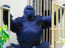 Кличко показал новую летнюю «резиденцию» гориллы Тони