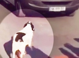Курьезная собака прогоняет машины, когда школьники переходят дорогу