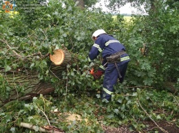 Снова спасатели убирали дерево, упавшее на трассу (ФОТО)