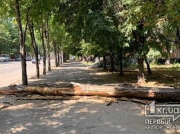 Высохло и рухнуло: в Кривом Роге огромное дерево перегородило тротуар