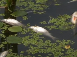 В Житомире из-за слива нечистот в реку массово гибнет рыба