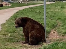 Видеохит: Медведь нашел необычную чесалку для спины