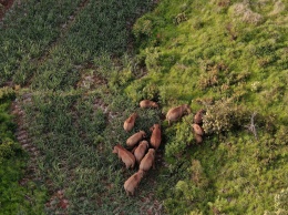 В КНР устроившее долгую прогулку стадо слонов возвращается домой