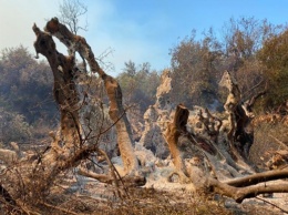 В Греции сгорело 2500-летнее дерево
