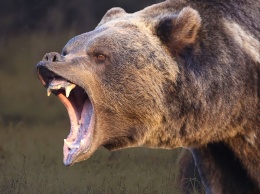 Выживший: на Аляске мужчину целую неделю терроризировал медведь гризли