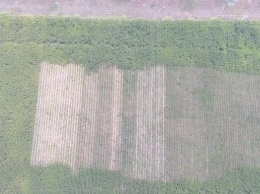 На Херсонщине на поле с кукурузой нашли коноплю