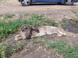 В посадку под Днепром выкинули больных зайцев: что с животными