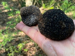 Марат Хуснуллин нашел трюфели в крымском лесу