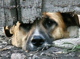 В Мелитополе пса бросили без еды и воды - от смерти спасают прохожие