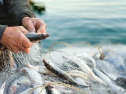 В Мариуполе жара «сократила» количество рыбных браконьеров