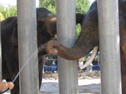 Во Всемирный день слонов Динкар и Шанти устроили водные процедуры в Николаевском зоопарке