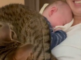 Кошка попыталась занять место ребенка, спящего на руках у мамы