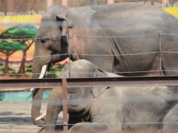 Слонов в Николаевском зоопарке поздравили с «профессиональным праздником»