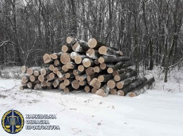 В Харьковской области депутат сколотил банду "черных" лесорубов и сгубил леса почти на миллион