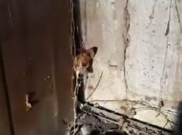 Целая спецоперация: в Днепре спасли собаку, которая застряла в гараже (видео)
