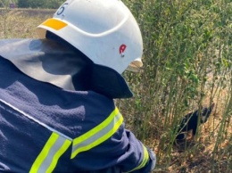 Николаевские пожарные спасли щенка в горящем поле