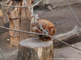 Немецкие ученые доказали: орангутаны могут раскалывать орехи молотком