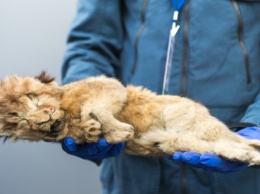 В Сибири нашли хорошо сохранившееся тело пещерного львенка возрастом 28 тысяч лет