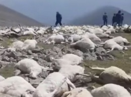 В Грузии молния убила 530 овец