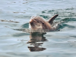 Трогательное зрелище: в Кирилловке к берегу приплыли дельфины