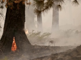 Дым от лесных пожаров способствует распространению COVID-19, - исследование