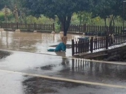 Мужчина забыл пса под дождем: его реакция покорила соцсети