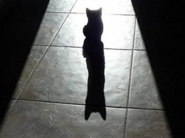 За гранью: на Днепропетровщине подросток жестоко убил соседского котенка