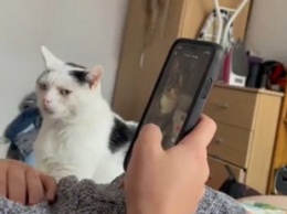 Ревнивый кот обиделся на хозяйку за просмотр других котов