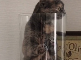 Пушистый кот решил спрятаться в вазе и рассмешил до слез