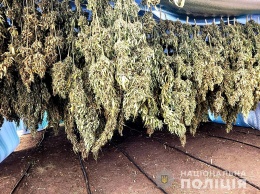На экспорт? На Николаевщине изъяли элитной конопли на 11 млн. грн. (ФОТО, ВИДЕО)