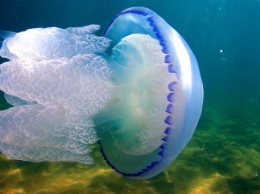 Что нельзя делать, если ужалила медуза на курорте в Запорожской области