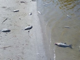 Рыба возле Черкасс погибла из-за заражения глистами