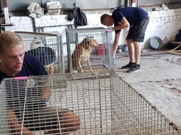 В рамках благотворительного проекта в Херсоне стерилизовали около 100 собак