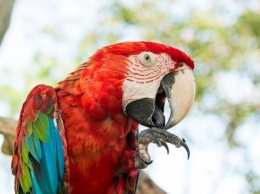 Просит одеваться поярче: попугай Джонни приглашает харьковчан в зоопарк после открытия 23 августа