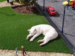 Кот-балдежник уснул в парке миниатюр и стал звездой соцсетей