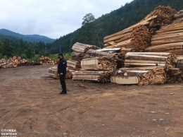 СБУ заблокировала схему продажи леса из заповедной зоны на Буковине